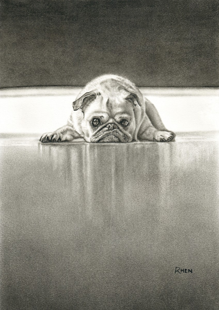 Pug, charcoal drawing on paper by South African Artist Rhen Hanekom